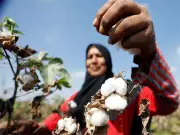 Pakistan Cotton Exchange Shutdown Sparks Business Climate Concerns
