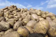 Parliamentary Panel Suggests Potato Varieties for Coastal Regions at ICAR-CPRI Shimla