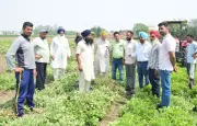 PAU Promotes Spring Groundnut as Water-Efficient Alternative to Maize
