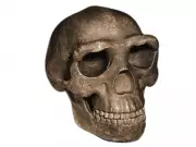 Peking Man Discovery: How a 1929 Skullcap Reshaped Human Origins Study