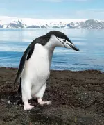 Penguin Feathers Inspire Smart Building Coatings for Energy Efficiency