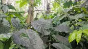 Pest Infestation Worries Coffee Growers in Chikkamagaluru Due to Rain Deficit