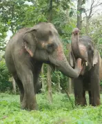 Peta India Opposes Return of Elephant Mahadevi to Kolhapur Math