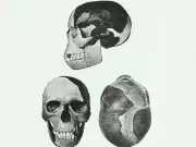 Piltdown Man Hoax: Single Forger Likely Behind Century-Old Scientific Fraud