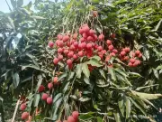 Piyush Goyal Hails Export of Assam's GI-Tagged Tezpur Litchis to Dubai