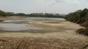 Polluted Creek Water Threatens Navi Mumbai Wetlands: Study