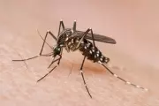 Ponda Health Officials Intensify Dengue Awareness Drive After Larvae Found