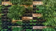 Protect Your Vertical Garden from Summer Heat: Key Tips