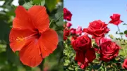 Prune These 10 Plants in June for Monsoon Blooms and Health