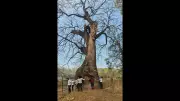 Pune Citizens Unite to Fight for Trees and Environment