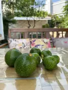 Pune Home Gardeners Grow Exotic Fruits and Herbs on Terraces