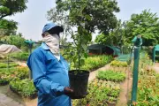 Pune nurseries hit by severe water shortage, plant damage up to 30%