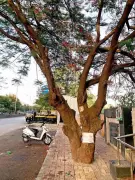 Pune Residents Battle PMC to Save 66 Trees from Flyover Project