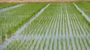 Punjab misses DSR target, covers 3.41 lakh acres against 5 lakh goal