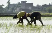 Punjab Rice Industry Delegation Meets Parliamentary Panel on Hybrid Paddy Issues