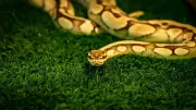 Python Dies After Eating Porcupine: A Deadly Meal in South Africa