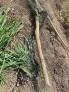 Python Rescued from Fishing Net in Surat Farmland