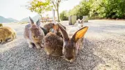 Rabbit Island: Japan's Unique Bunny Paradise in Seto Inland Sea