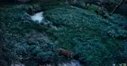 Rajaji Tiger Reserve Officials to Probe Tiger Sighting in Himachal Forest