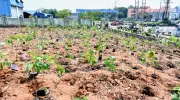 Rajasthan Schools to Host Green Summer Camps for Environmental Awareness