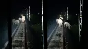 Rajdhani Express Pilots Save Elephant Herd by Applying Emergency Brake
