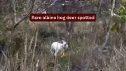 Rare Albino Hog Deer Spotted in Kaziranga National Park, Assam