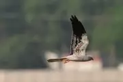 Rare Ringed Montagu's Harrier Spotted in Chennai After Rajasthan Tagging