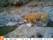 Rare Royal Bengal Tiger Spotted in Ratnagiri Private Forest After 18 Years