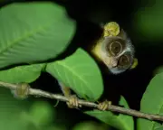 Rare Slender Loris Sighted Outside Protected Forest in South Goa
