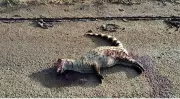 Rare Small Indian Civet Dies in Road Accident in Karnataka
