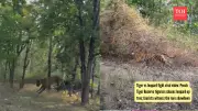 Rare Tiger vs Leopard Fight Caught on Camera in Pench Reserve