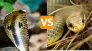 Rat Snake vs Indian Cobra: Key Differences and Safety Guide
