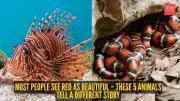 Red in Nature: A Warning Sign of Danger and Deception