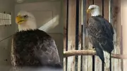 Rescued Bald Eagle Suffering from Lead Poisoning Saved by Quick-Thinking Driver in New York