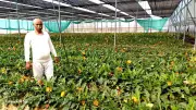 Retired Army Officer Transforms Barren Land into Gerbera Flower Farm