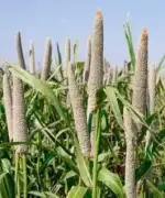 Rewari Farmers Allege Rs 24 Crore Dues Pending Under Bhavantar Scheme for Bajra