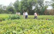 Rohtak Sets Target of Planting 3.48 Lakh Saplings Over 185 Hectares