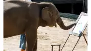 Ruby the Painting Elephant: How an Asian Elephant Raised $200,000 for Conservation