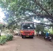 Sacred Tree Halts Bus Route in Kolhapur, Stranding 3,500 Residents