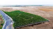 Sandeep Naik Foundation Launches 'Tree for Anyone Who Asks' Campaign in Navi Mumbai
