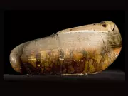 Saqqara's Hidden Depths: Vast Underground Animal Burials Revealed
