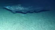 Scientists Confirm First Peer-Reviewed Footage of Rare Goblin Shark in Wild