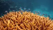 Scientists Find 64K Sq Miles of Coral Reef That Can Survive Climate Crisis