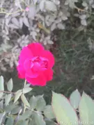 Scorching Sun Hits Rose Cultivation in Prayagraj's Trans-Yamuna Belt, Prices Soar