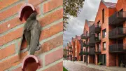 Scotland First UK Nation to Mandate Bird-Friendly Swift Bricks in New Buildings