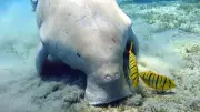 Sea Cows: Evolution and Survival of the Only Fully Aquatic Herbivorous Mammals