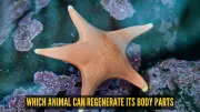 Sea Stars Regrow Limbs: Nature's Most Amazing Regeneration Trick