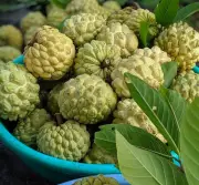 Seoni Jumbo Custard Apple Gets GI Tag, Boosts Tribal Livelihood
