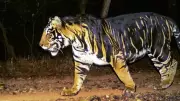 Severed Legs Found in Similipal Tiger Reserve, Odisha