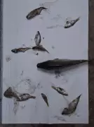 Sewage Kills Fish in Ratti Stream: HPSPCB Issues Show-Cause Notice to Mandi Industrial Authority
